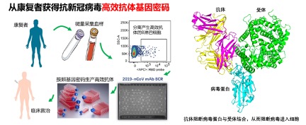 20220416-419-医学院-张林琦团队成果jpg