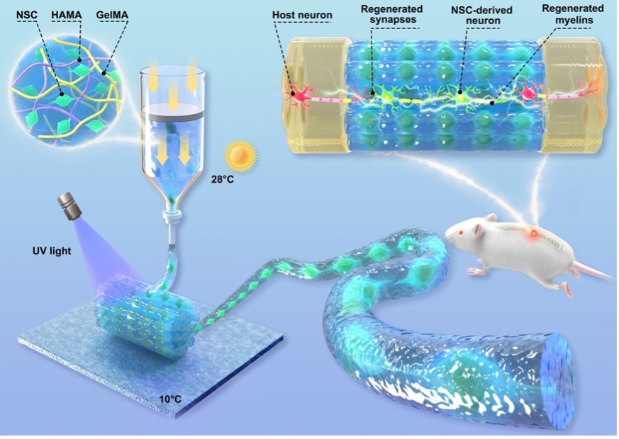 20230207-“活”的类神经纤维制造及功能示意图-williamhill中国官方网站-图1.png